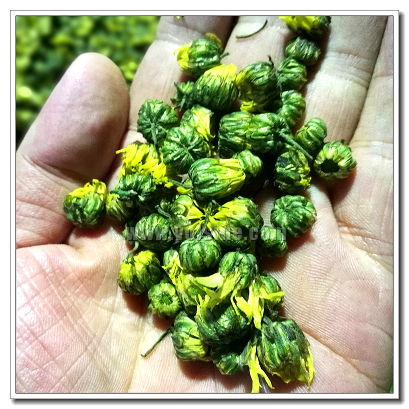 杭白菊烘干機(jī)
